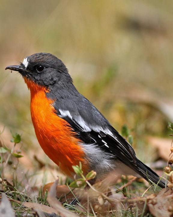 Flame Robin Photo by Chris Wiley