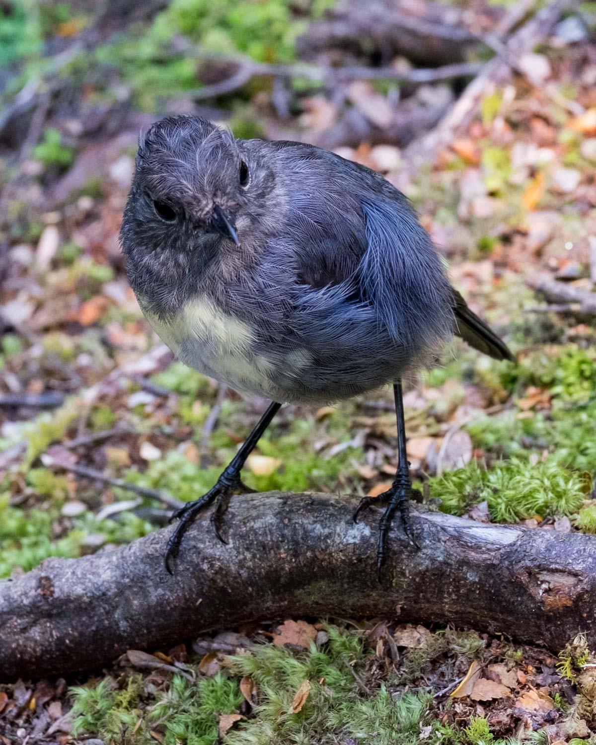 South Island Robin Photo by Bob Hasenick