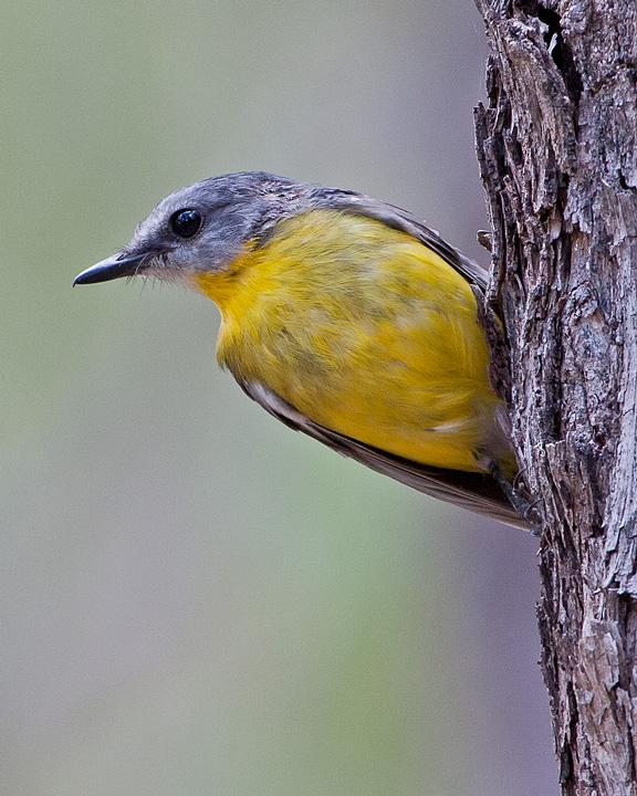 Eastern Yellow Robin Photo by Mat Gilfedder