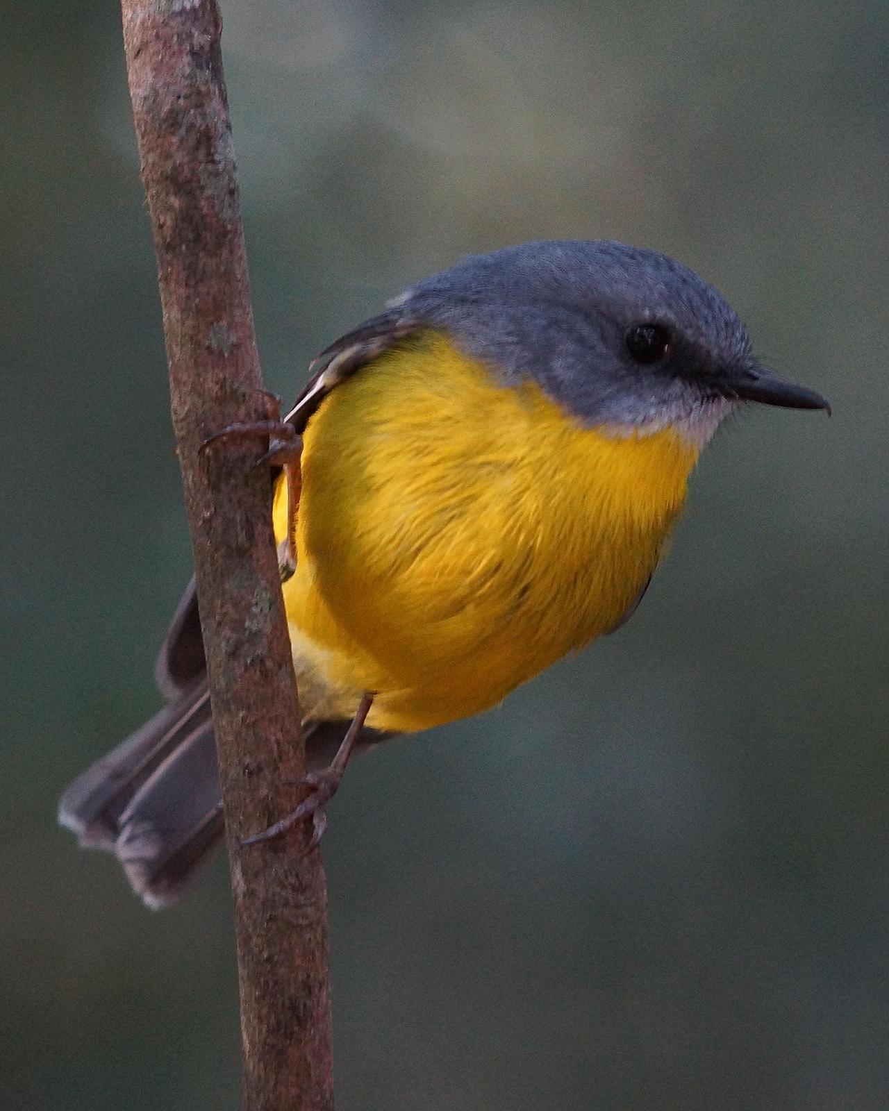 Eastern Yellow Robin Photo by Steve Percival