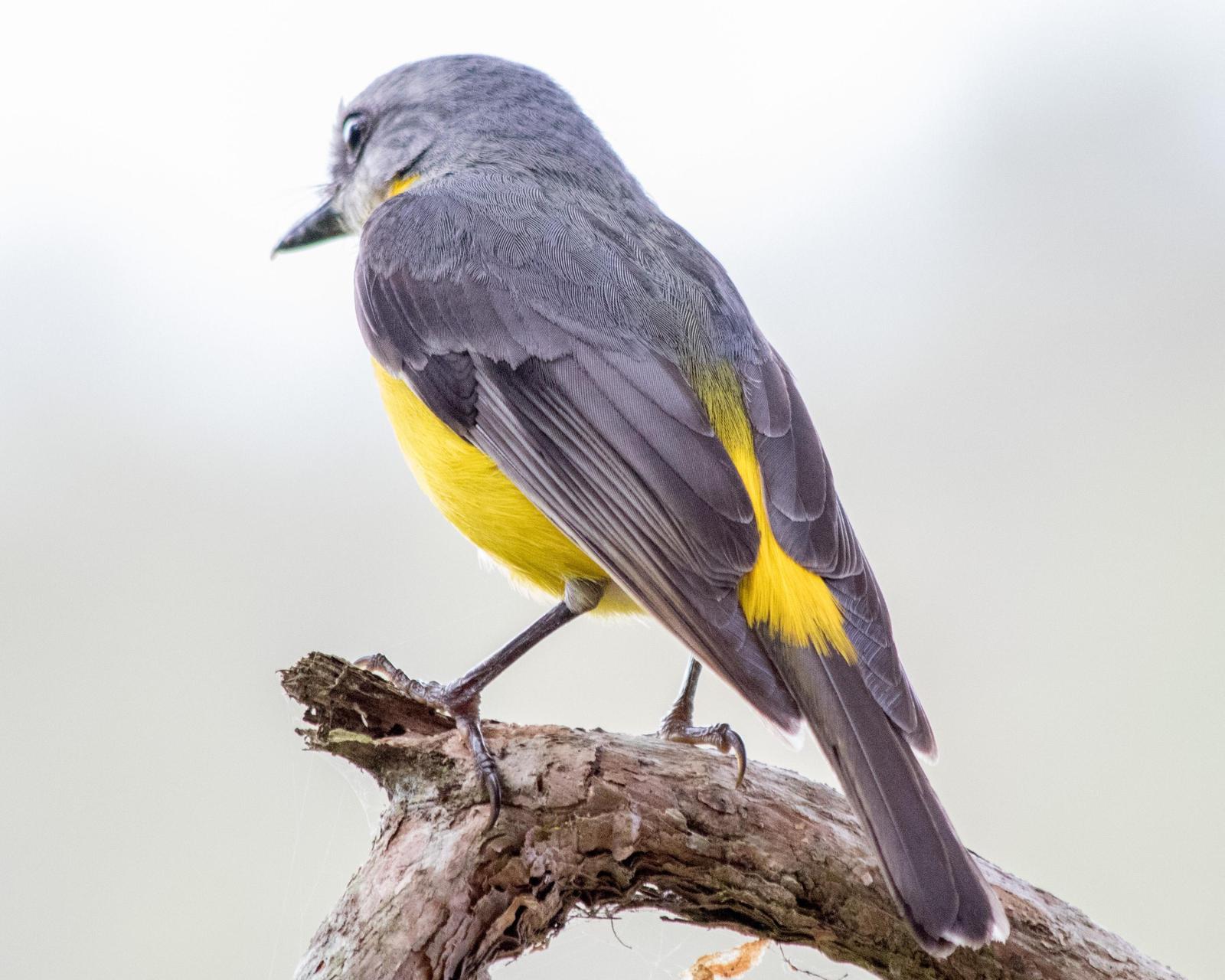 Eastern Yellow Robin Photo by Mark Baldwin