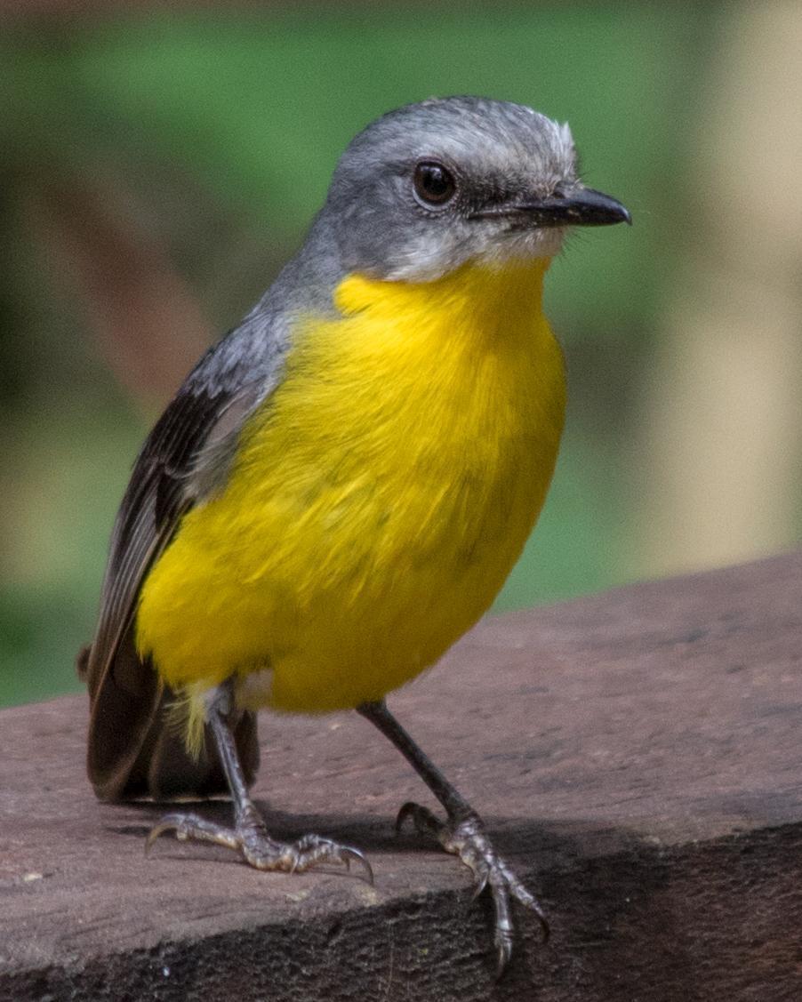 Eastern Yellow Robin Photo by Mark Baldwin