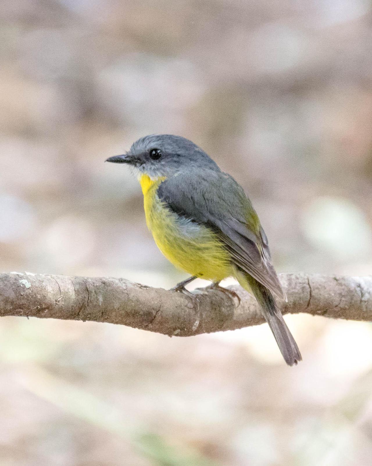 Eastern Yellow Robin Photo by Denis Rivard