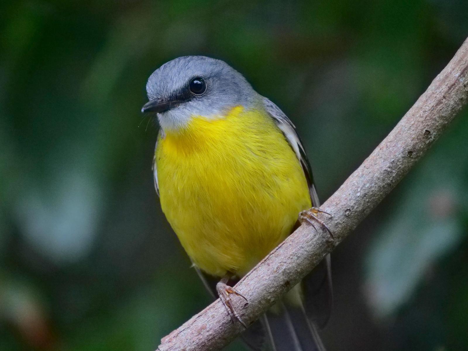 Eastern Yellow Robin Photo by Peter Lowe