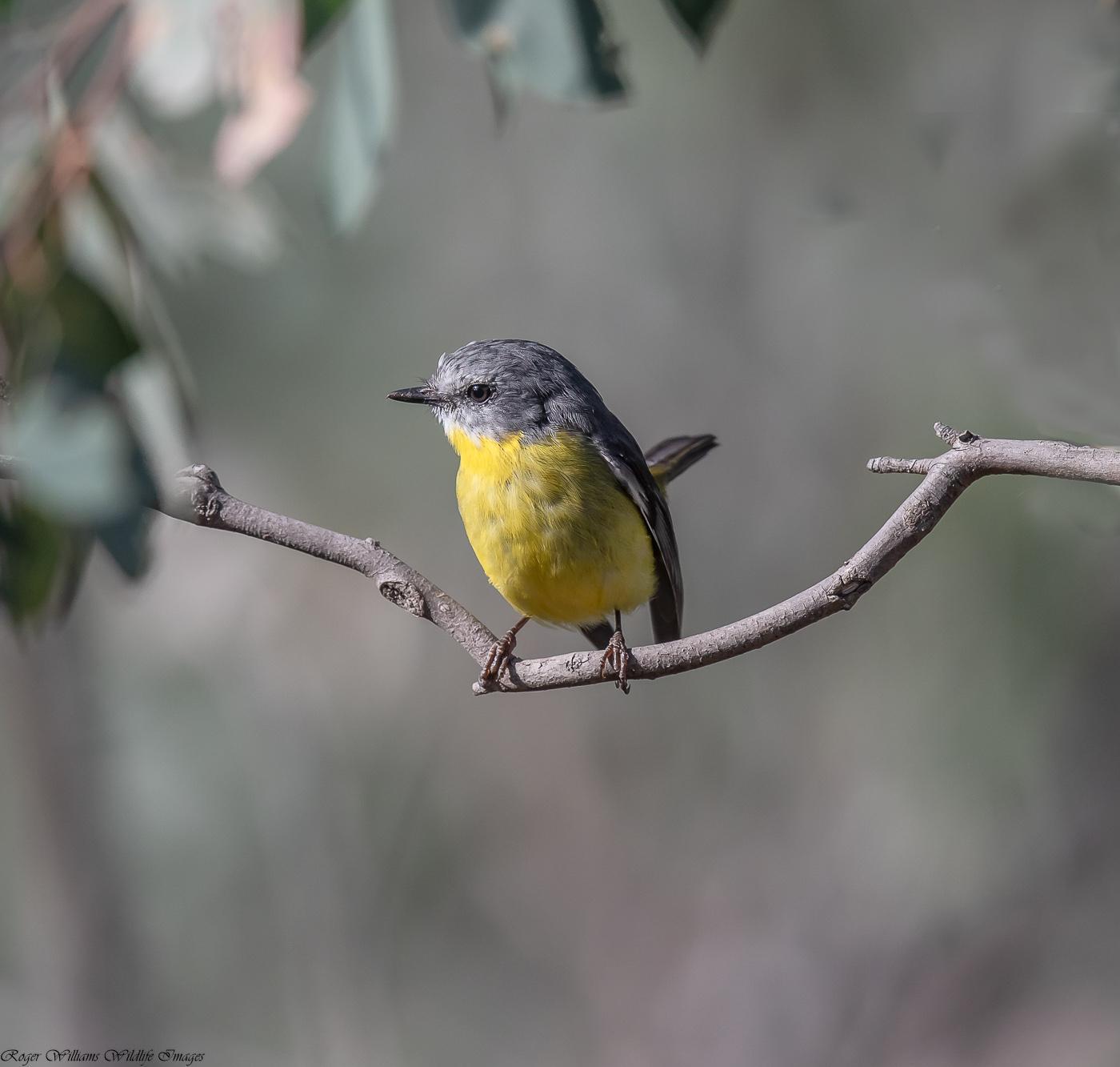 Eastern Yellow Robin Photo by Roger Williams
