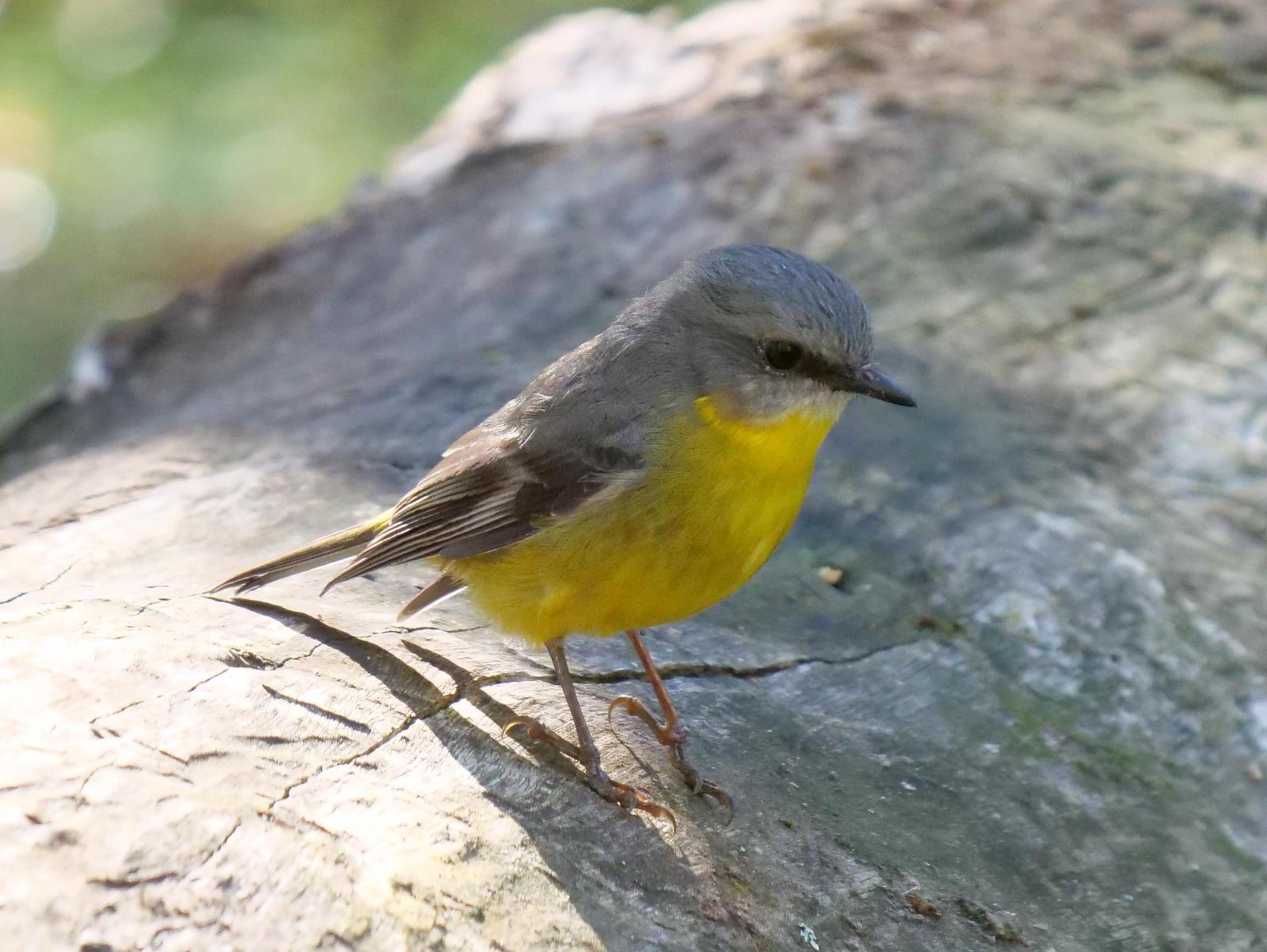 Eastern Yellow Robin Photo by Peter Lowe