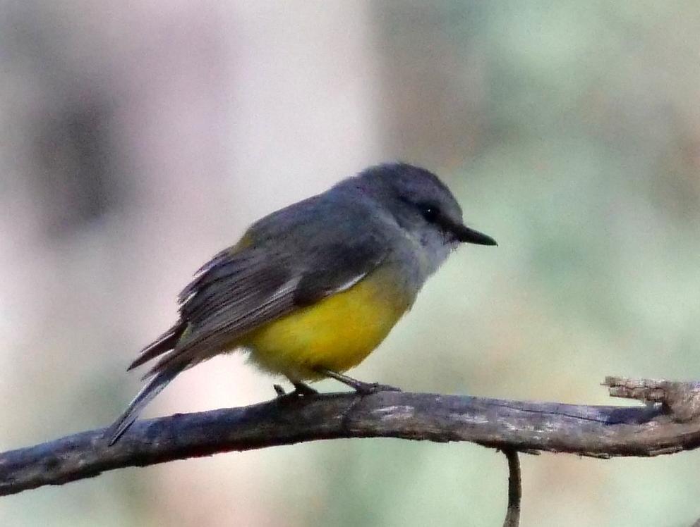 Western Yellow Robin Photo by Peter Lowe