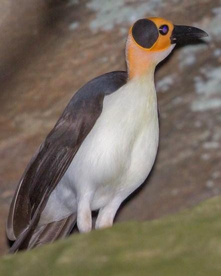 White-necked Rockfowl Photo by Mike Barth
