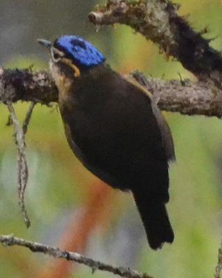 Blue-capped Ifrita Photo by Lizabeth Southworth