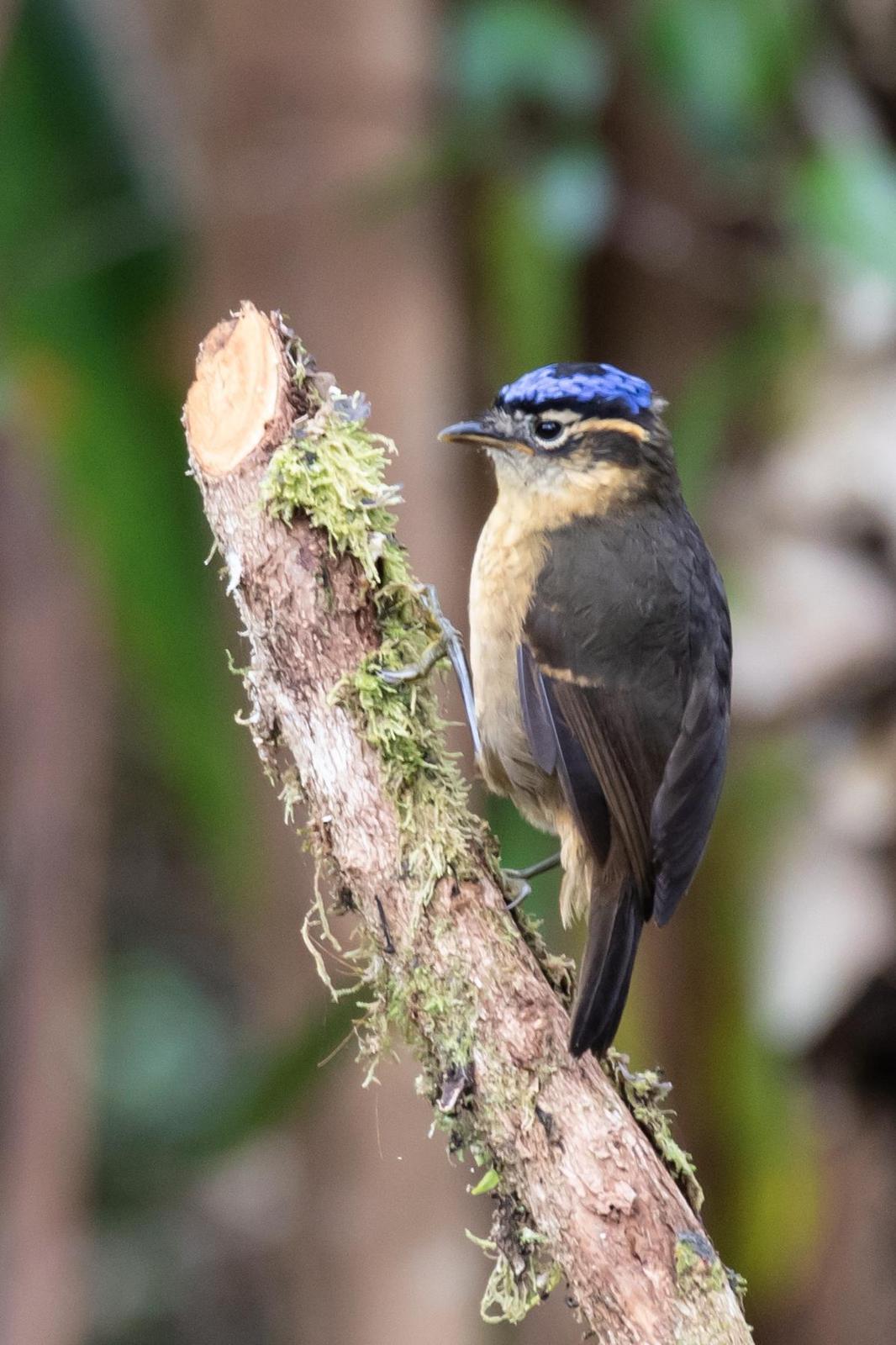 Blue-capped Ifrita Photo by Robert Lewis