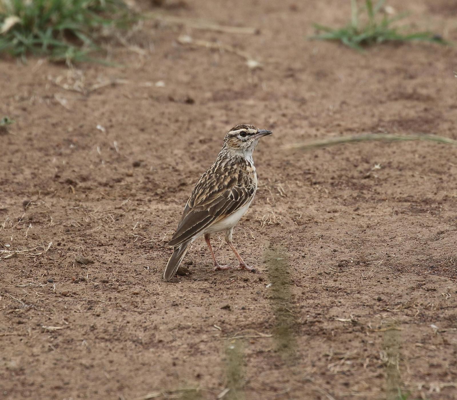 Fawn-colored Lark Photo by Nate Dias