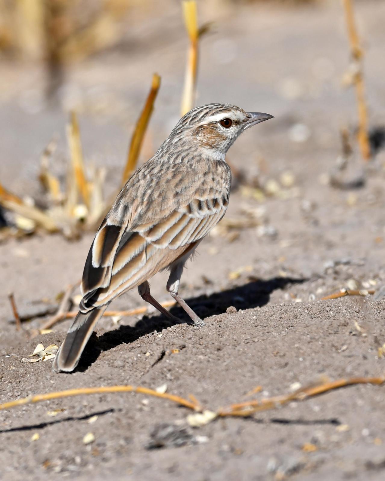 Fawn-colored Lark Photo by Gerald Friesen