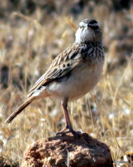 Short-clawed Lark Photo by Frank Gilliland