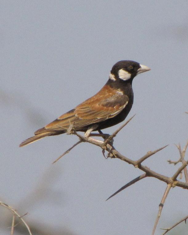 Chestnut-backed Sparrow-Lark Photo by Richard  Lowe