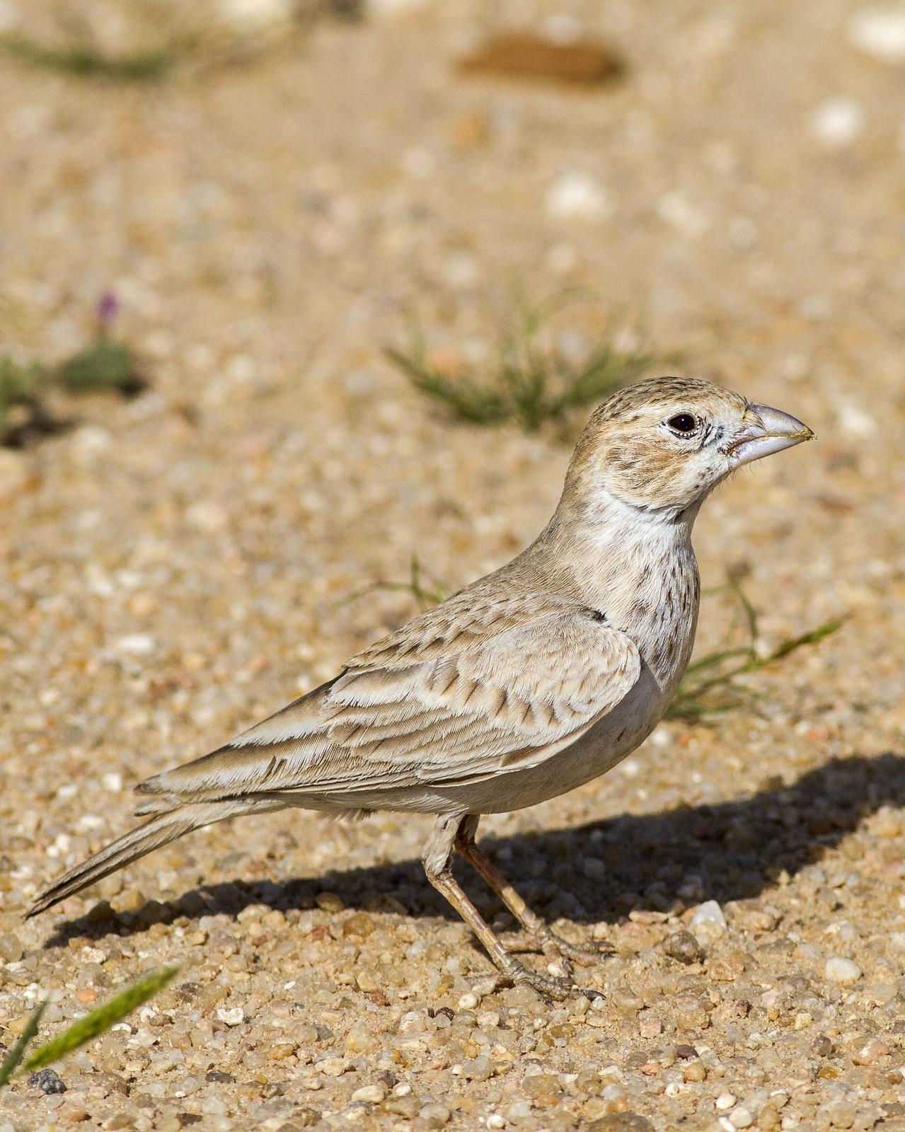 Black-crowned Sparrow-Lark Photo by Humoud Alshayji