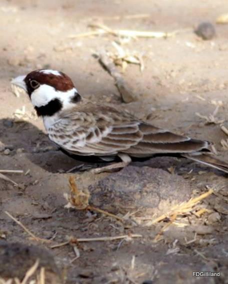Chestnut-headed Sparrow-Lark Photo by Frank Gilliland