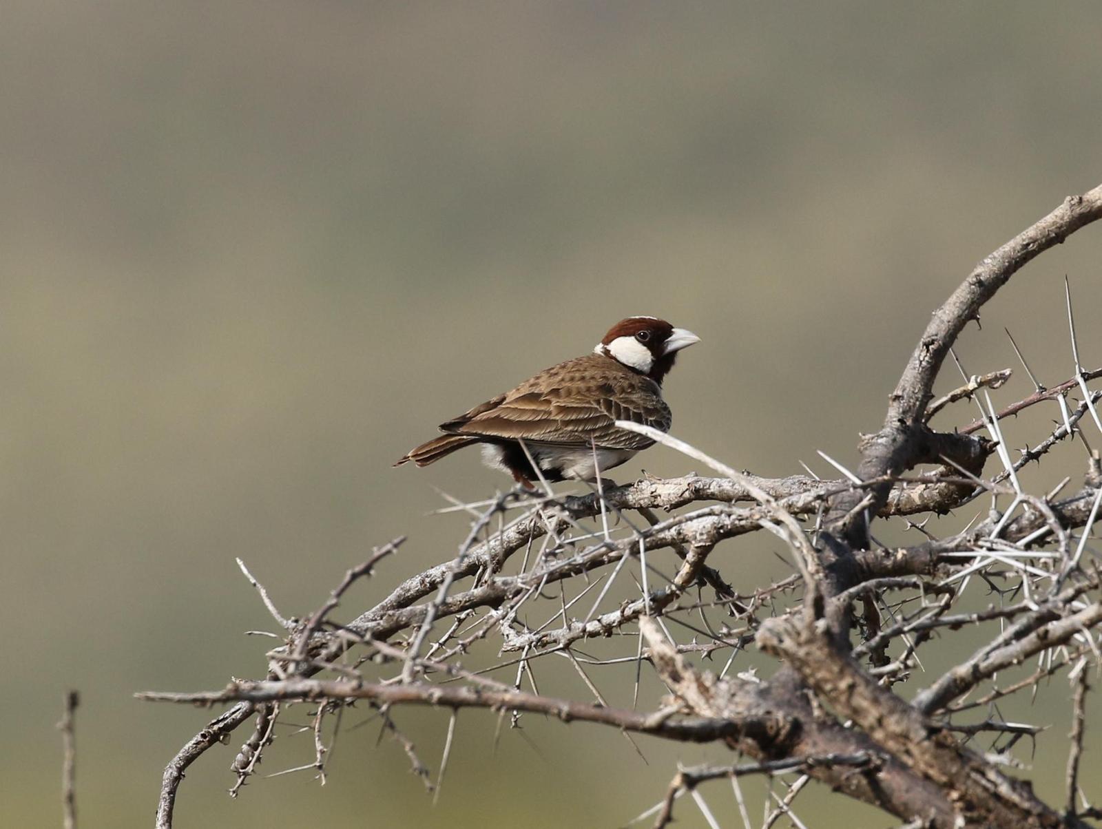 Chestnut-headed Sparrow-Lark Photo by Nate Dias