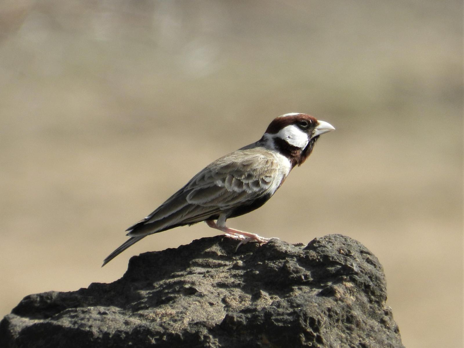 Chestnut-headed Sparrow-Lark Photo by Richard Jeffers
