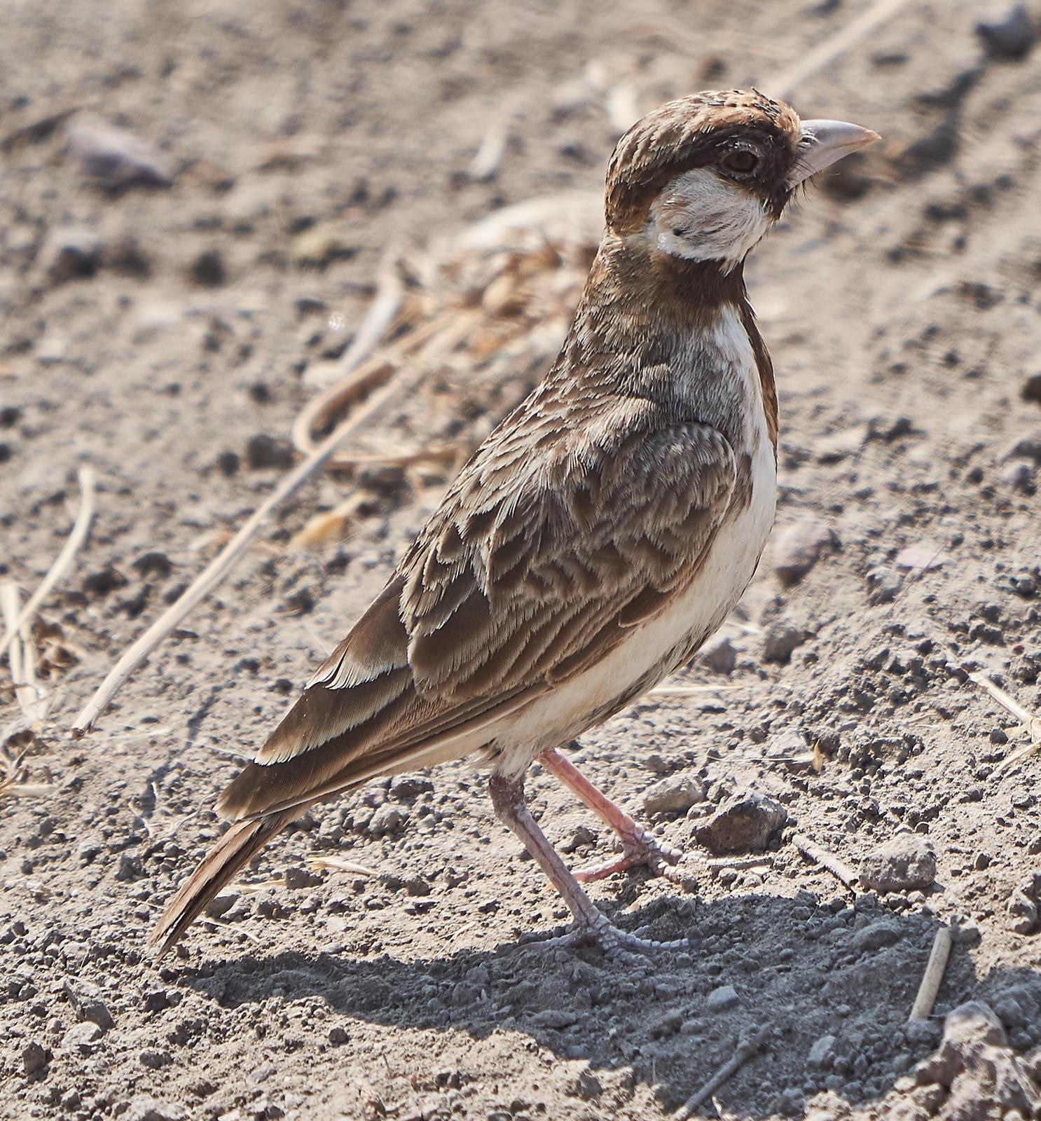 Fischer's Sparrow-Lark Photo by Steven Cheong