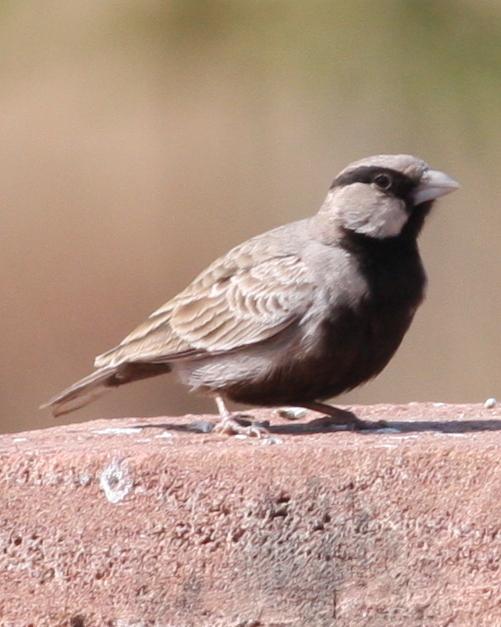Ashy-crowned Sparrow-Lark Photo by Nate Swick