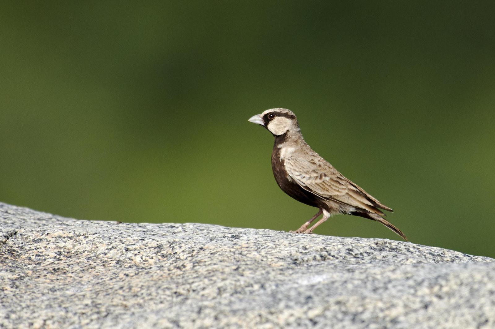 Ashy-crowned Sparrow-Lark Photo by Simepreet Cheema