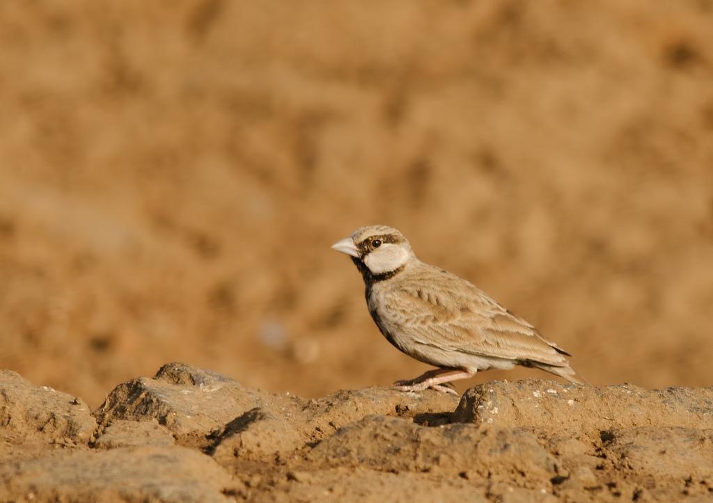Ashy-crowned Sparrow-Lark Photo by Mihir Joshi