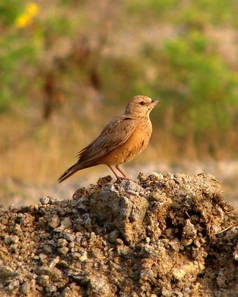 Rufous-tailed Lark Photo by Sean Fitzgerald