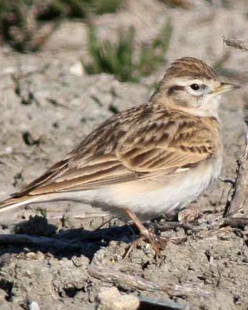 Greater Short-toed Lark Photo by Stephen Daly