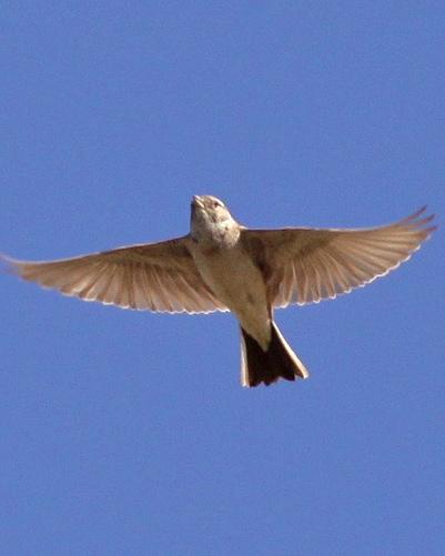 Greater Short-toed Lark Photo by Stephen Daly