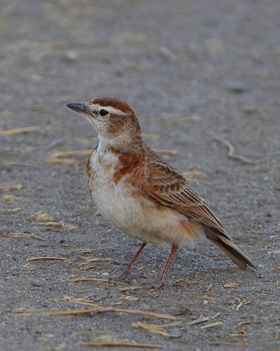 Red-capped Lark Photo by Jack Jeffrey