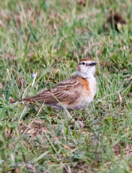 Red-capped Lark Photo by Carol Foil