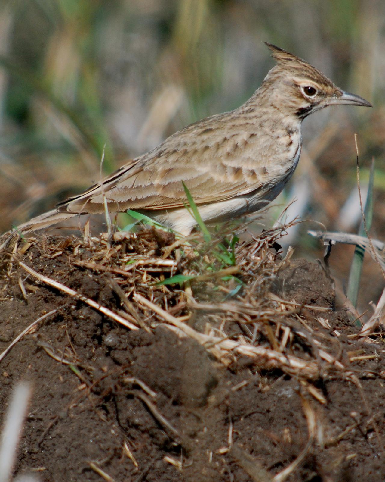 Crested/Maghreb Lark Photo by Birdchick.com