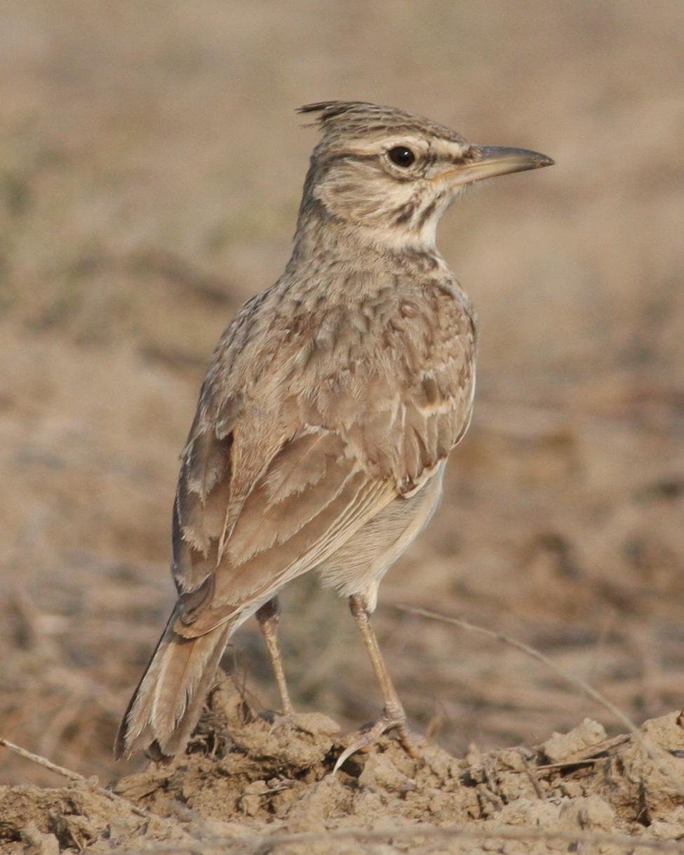 Crested/Maghreb Lark Photo by Nate Swick