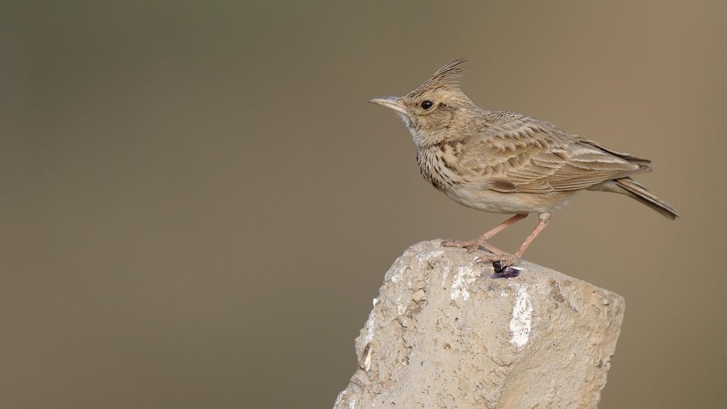 Crested/Maghreb Lark Photo by Kishore Bhargava