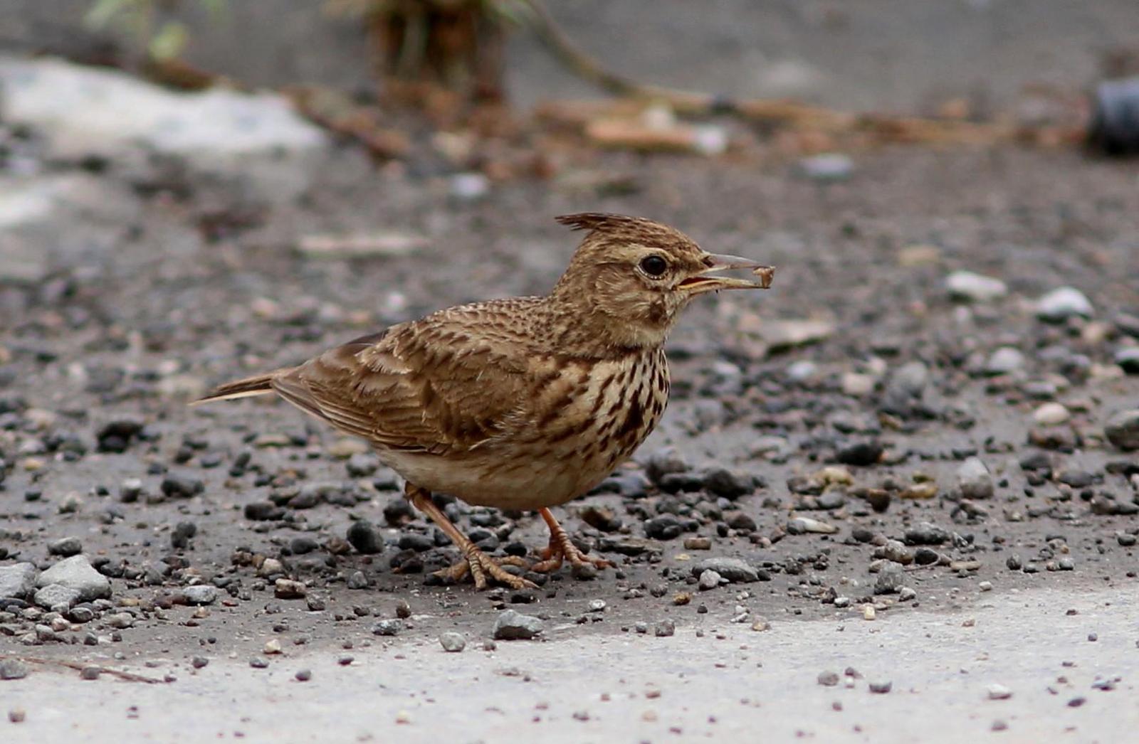 Crested/Maghreb Lark Photo by Rohan van Twest