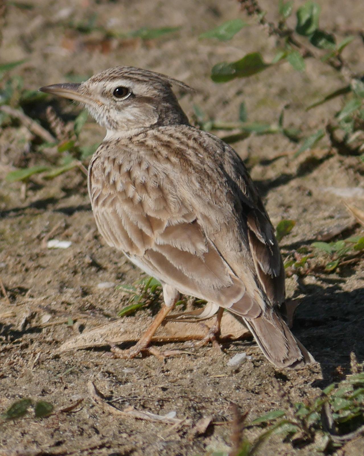 Crested/Maghreb Lark Photo by Peter Lowe
