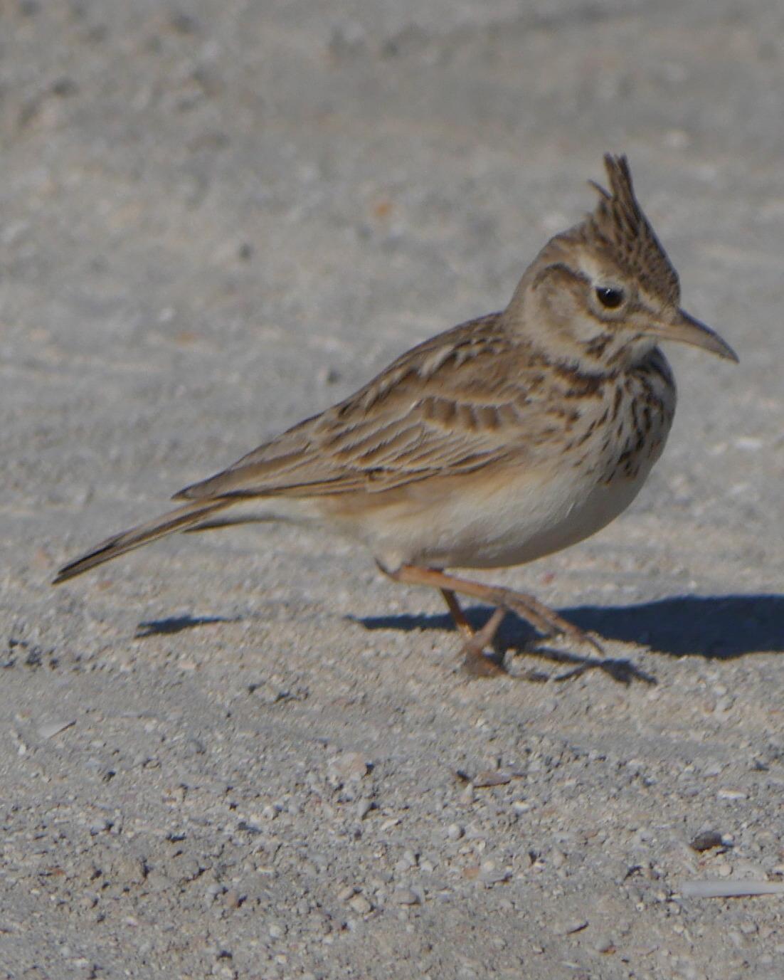 Crested/Maghreb Lark Photo by Peter Lowe