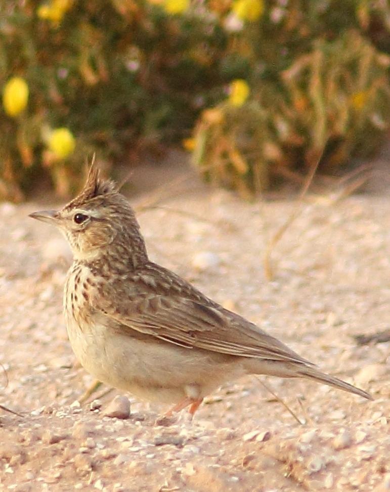 Crested/Maghreb Lark Photo by Lee Harding