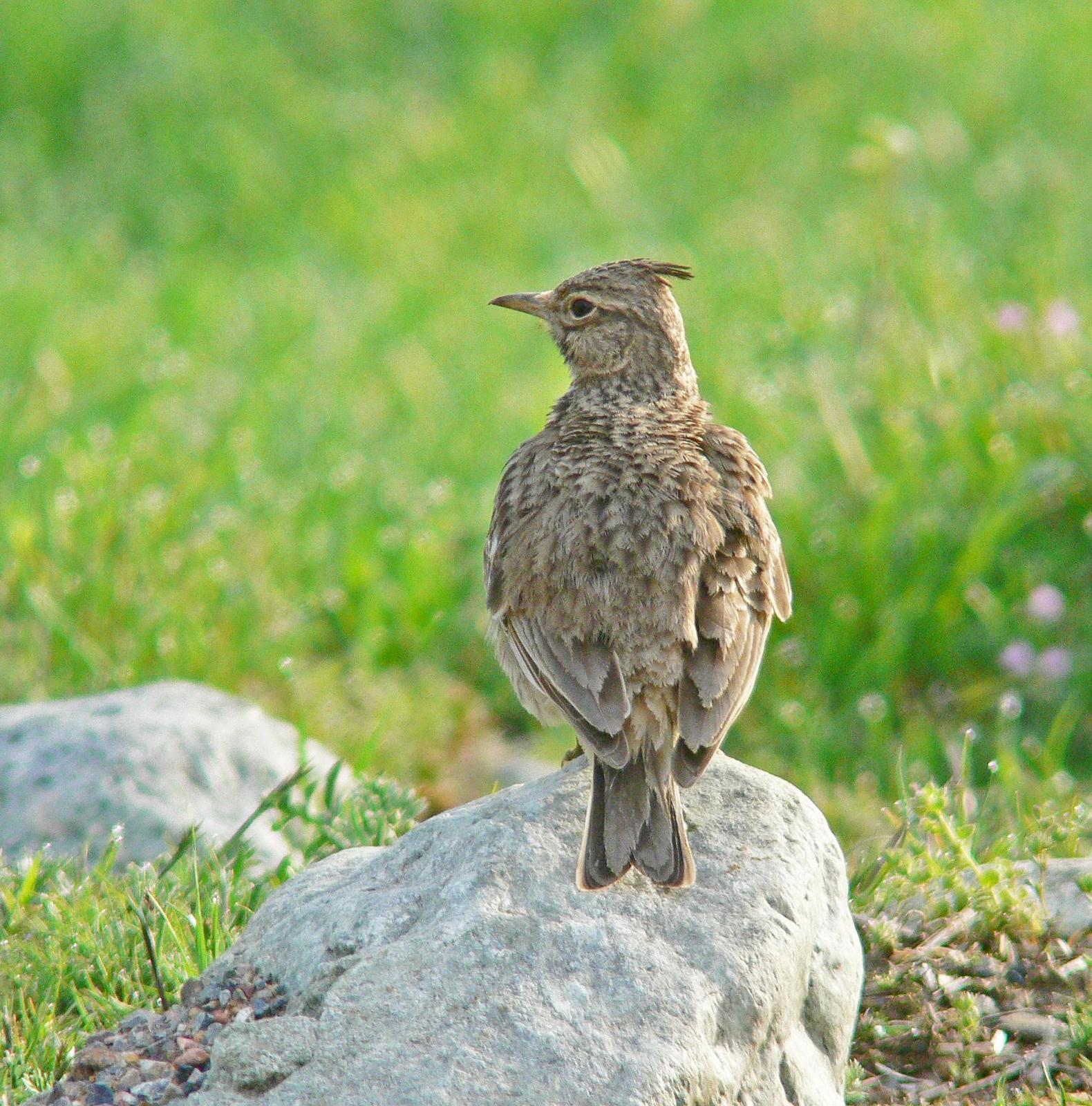 Crested/Maghreb Lark Photo by Steven Mlodinow