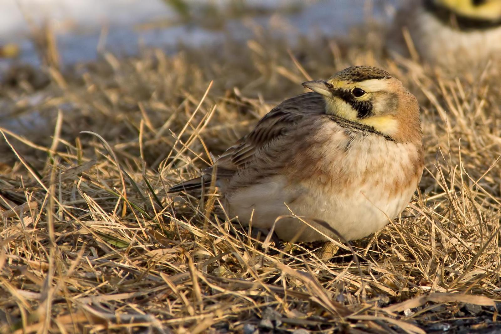 Horned Lark Photo by Rob Dickerson