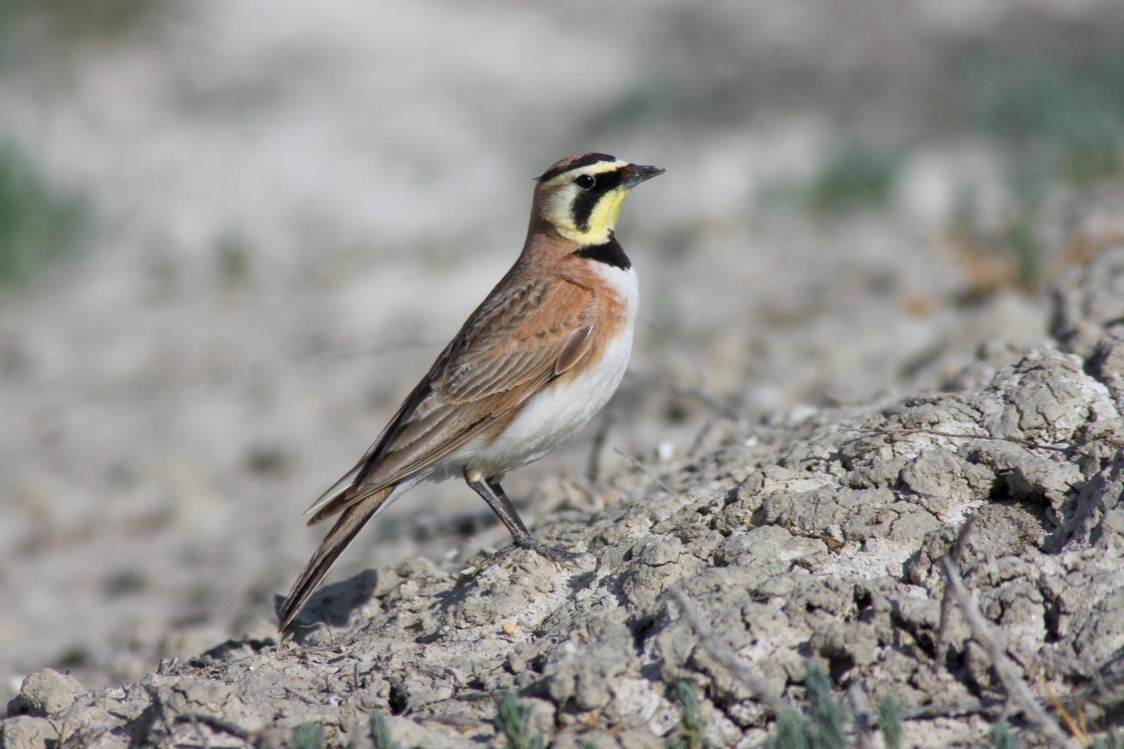 Horned Lark Photo by Tom Ford-Hutchinson