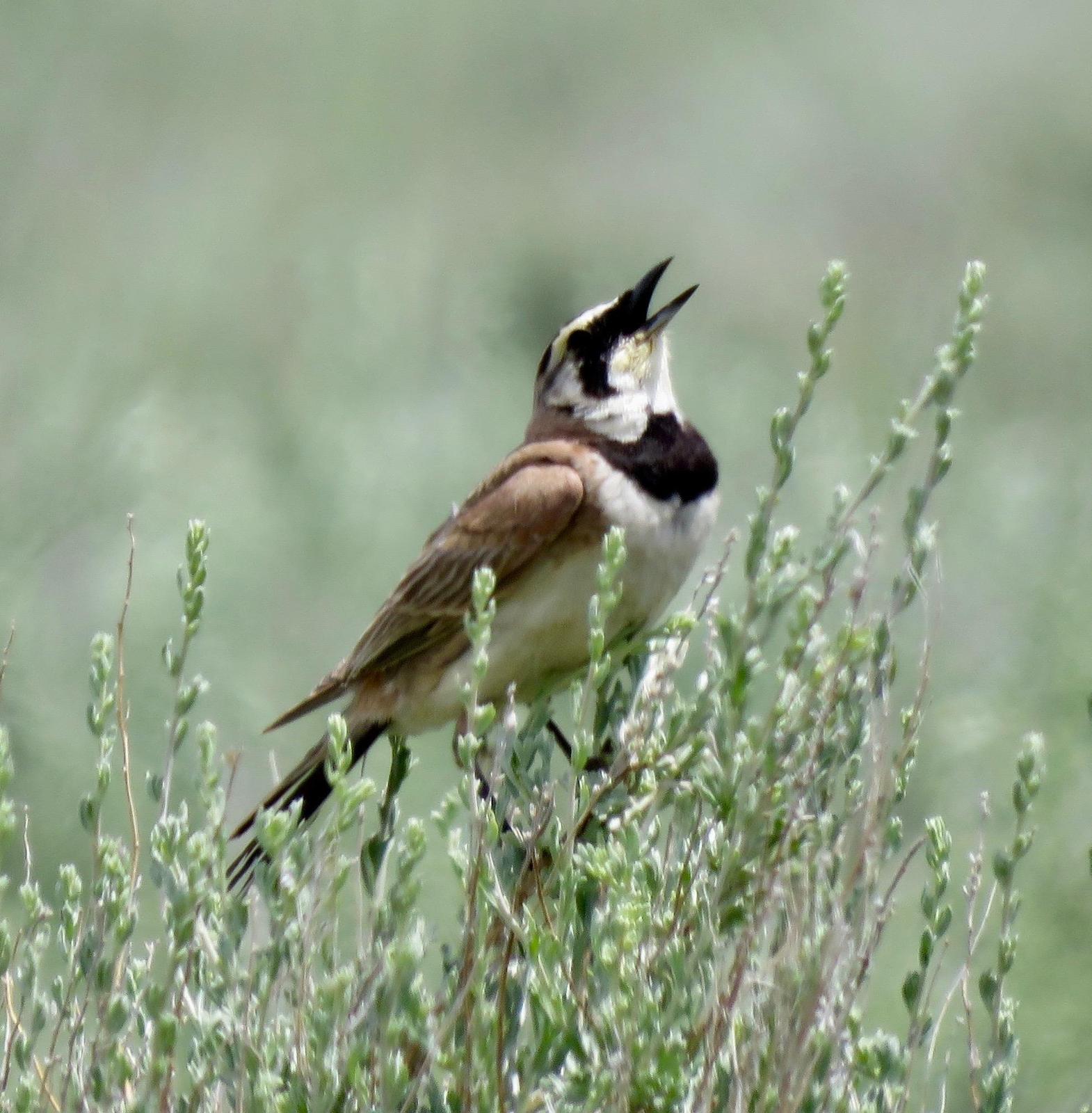 Horned Lark (Western pale Group) Photo by Don Glasco