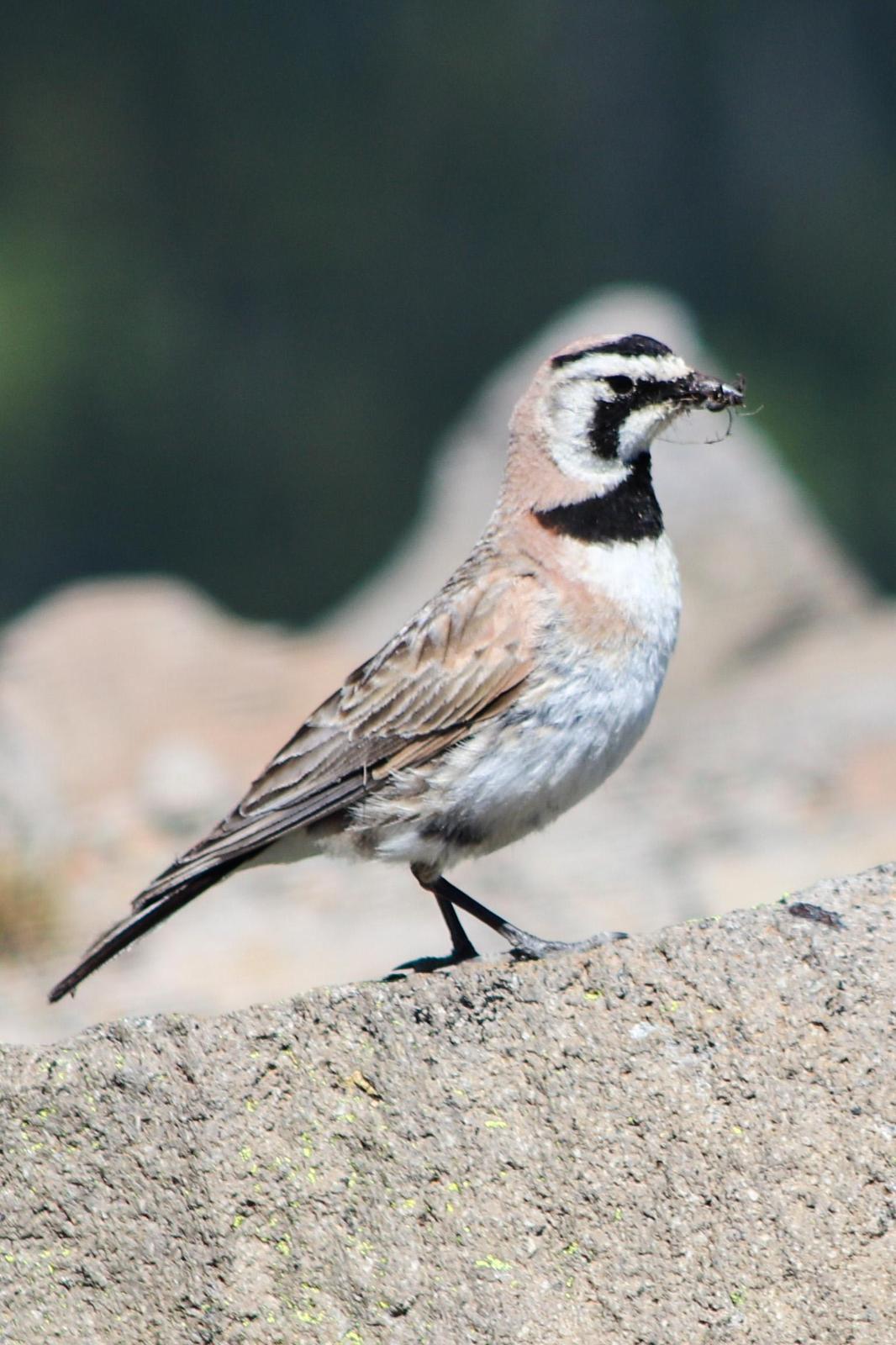 Horned Lark (Western pale Group) Photo by Roy Morris