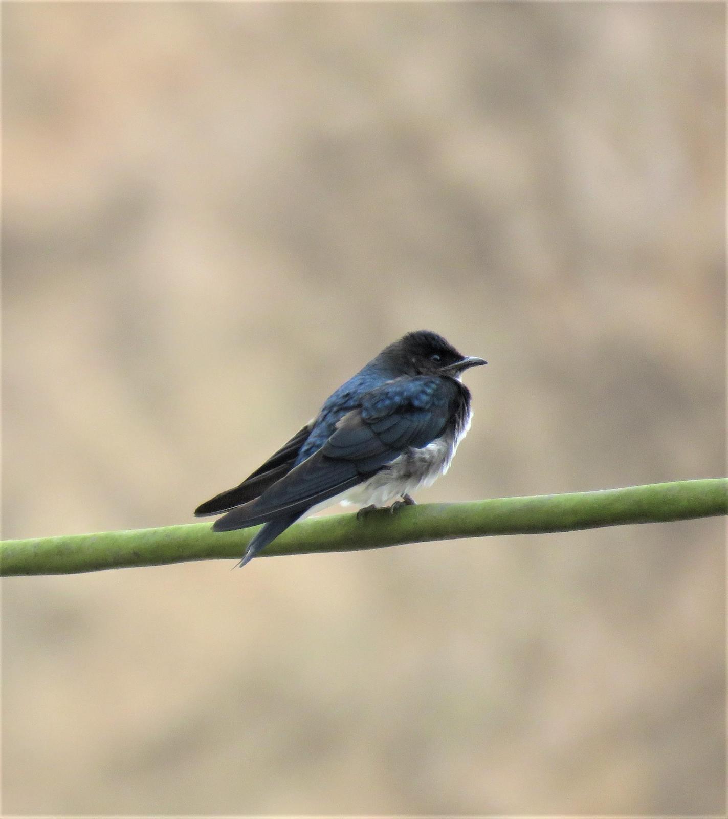 Blue-and-white Swallow Photo by Bonnie McKenzie