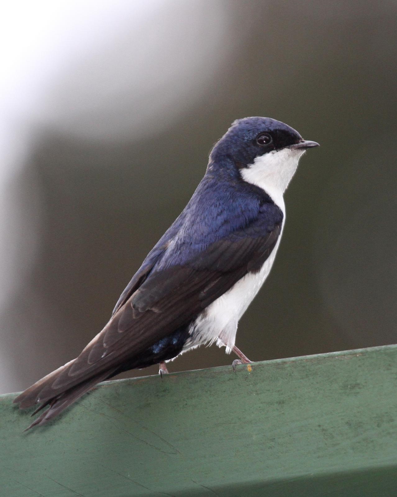 Blue-and-white Swallow Photo by Matthew Grube