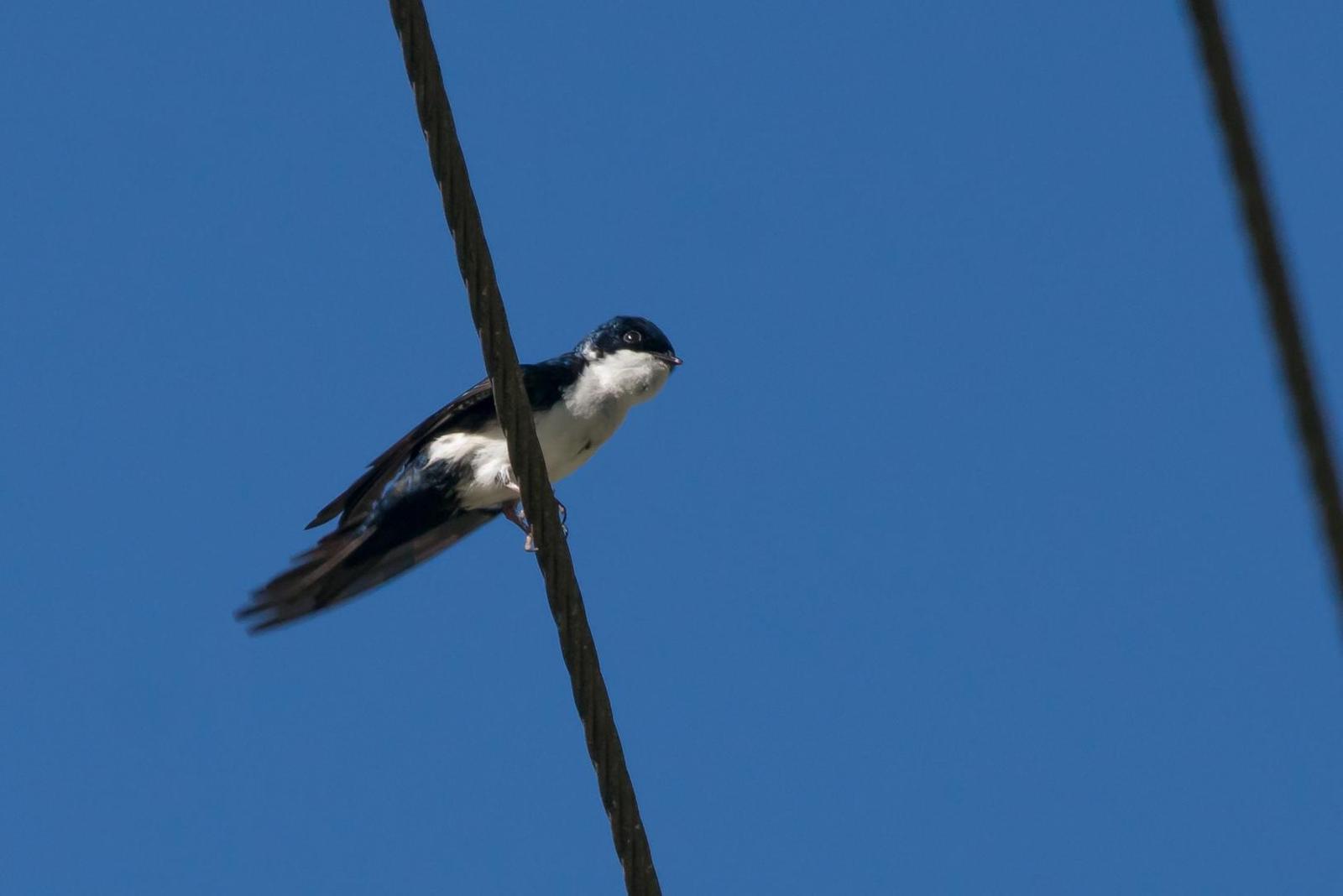 Blue-and-white Swallow Photo by Gerald Hoekstra