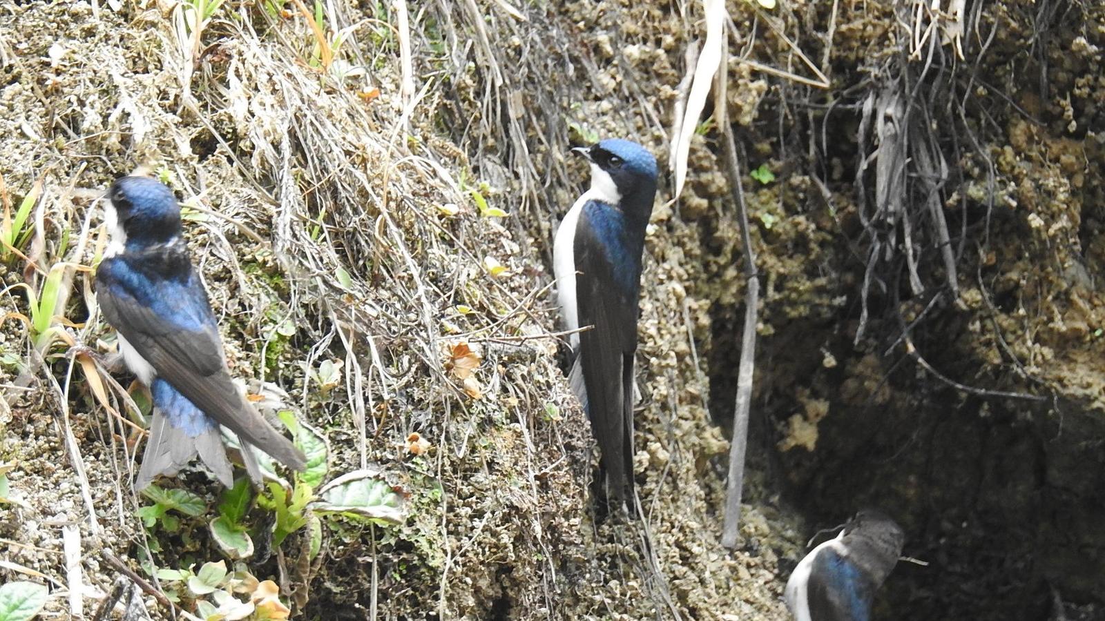 Blue-and-white Swallow Photo by Julio Delgado