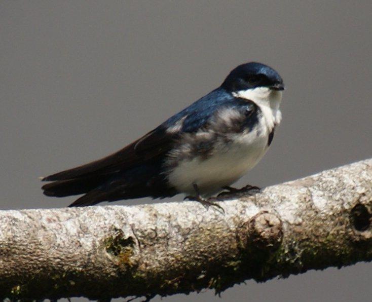 Blue-and-white Swallow Photo by Robin Oxley
