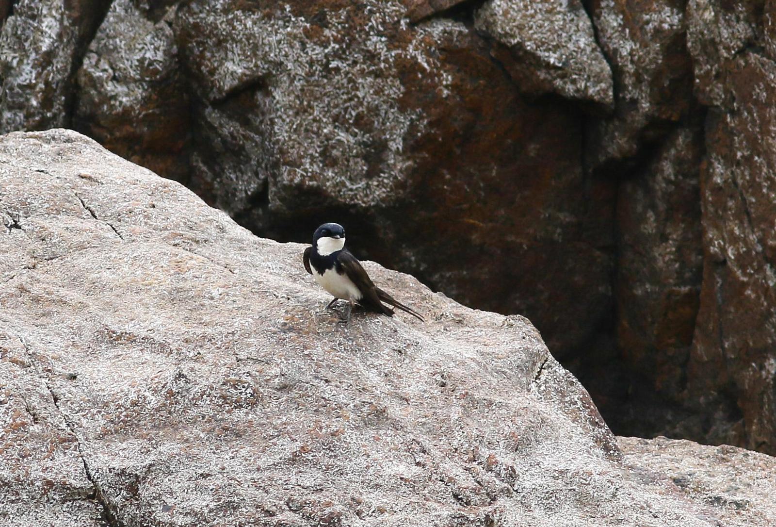Black-collared Swallow Photo by Leonardo Garrigues