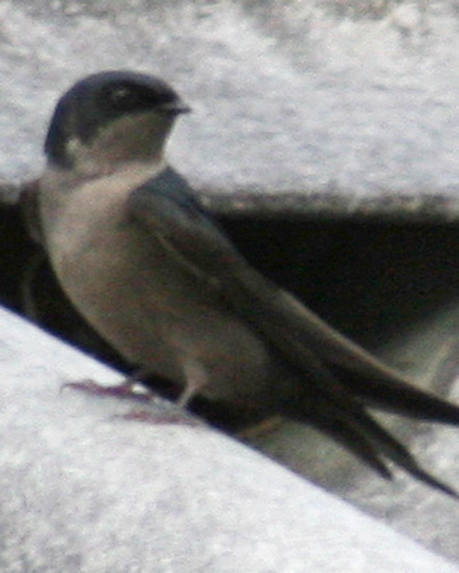 Brown-bellied Swallow Photo by Mokie Visser